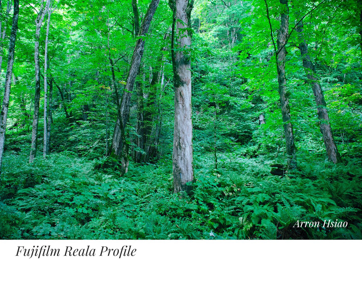 PerfeFilm 彩色负片色彩 : Lightroom 色彩配置文件, 单一相机许可证